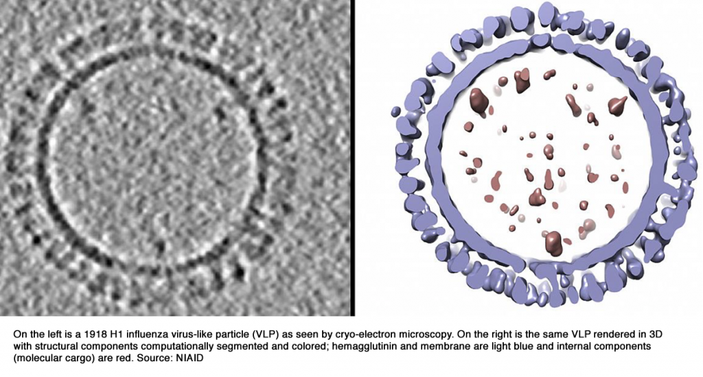 Researchers use virus-like particles (VLPs) to create 3D model of 1918 influenza virus